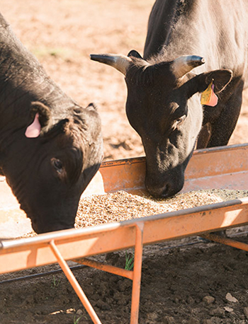 cows eating out of a trough