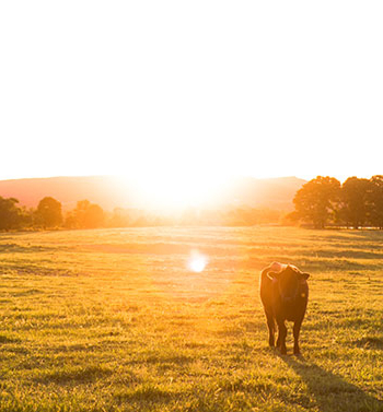sunrise over a cow pasture