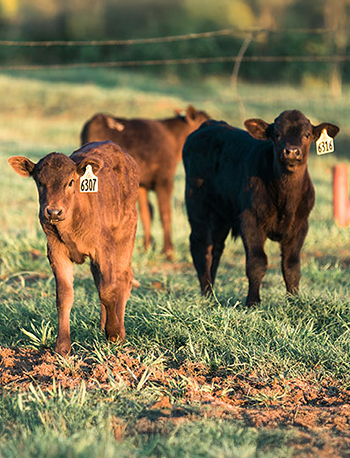 cows in a field of green grass